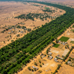 Desafío global: la increíble muralla verde de 8.000 kilómetros que construyen para frenar al desierto del Sahara